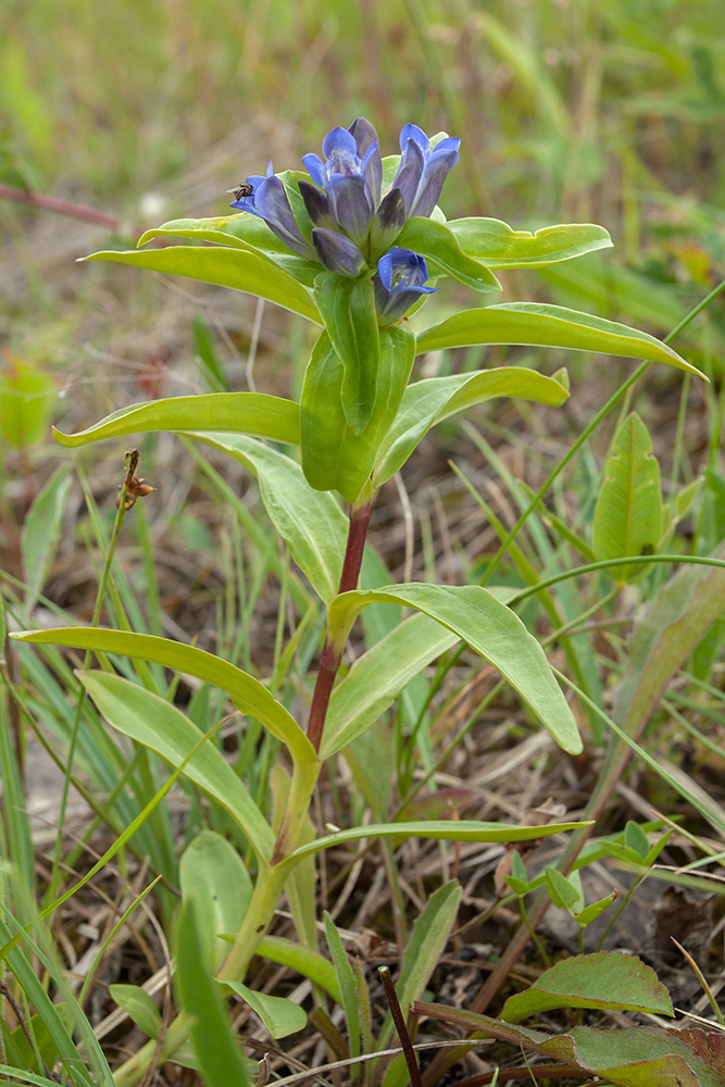 Image of Gentiana cruciata specimen.