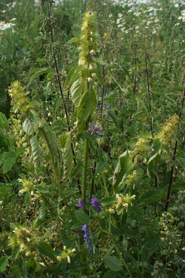 Изображение особи Galeopsis speciosa.