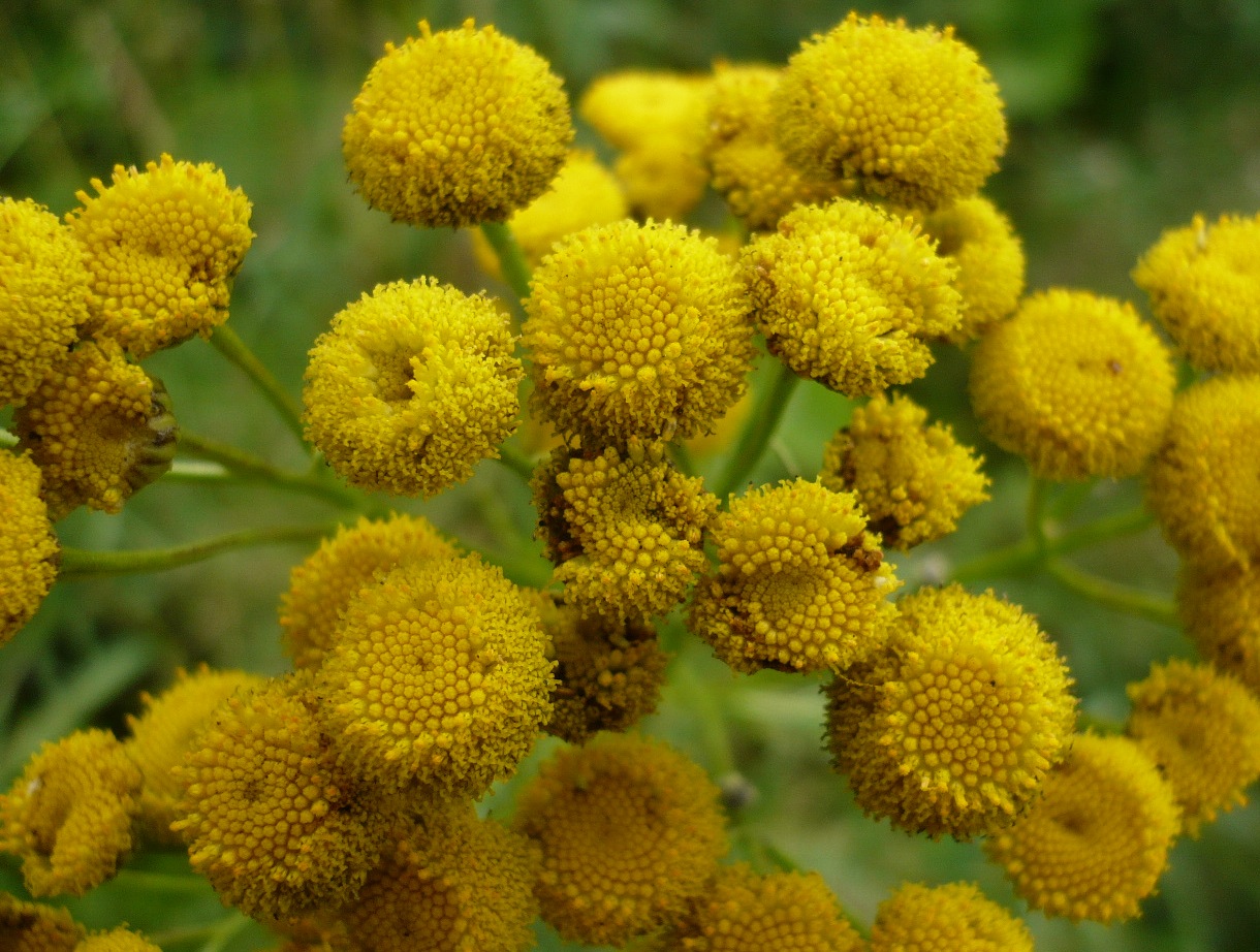 Image of Tanacetum vulgare specimen.