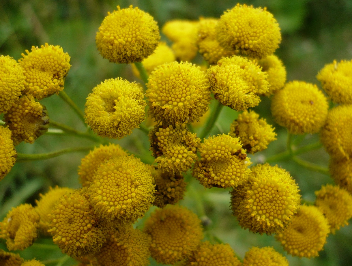 Изображение особи Tanacetum vulgare.