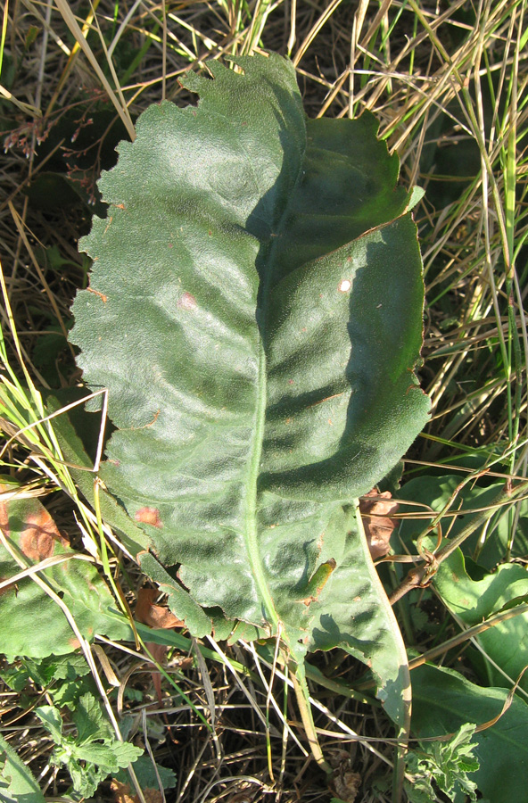 Image of Limonium coriarium specimen.