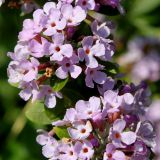 Buddleja alternifolia. Средняя часть соцветия. Германия, г. Дюссельдорф, Ботанический сад университета. 03.06.2014.