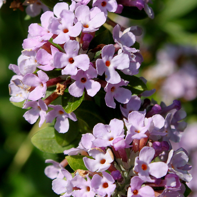 Image of Buddleja alternifolia specimen.