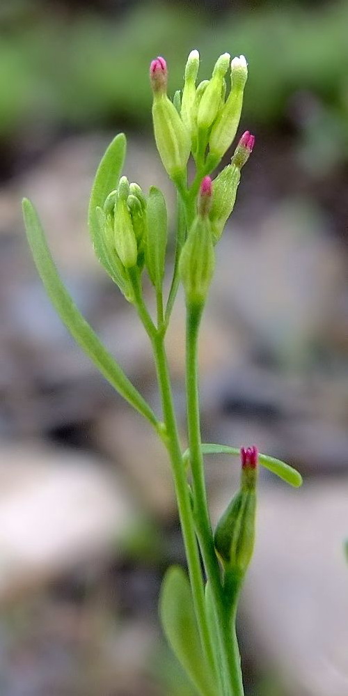 Изображение особи Diarthron linifolium.