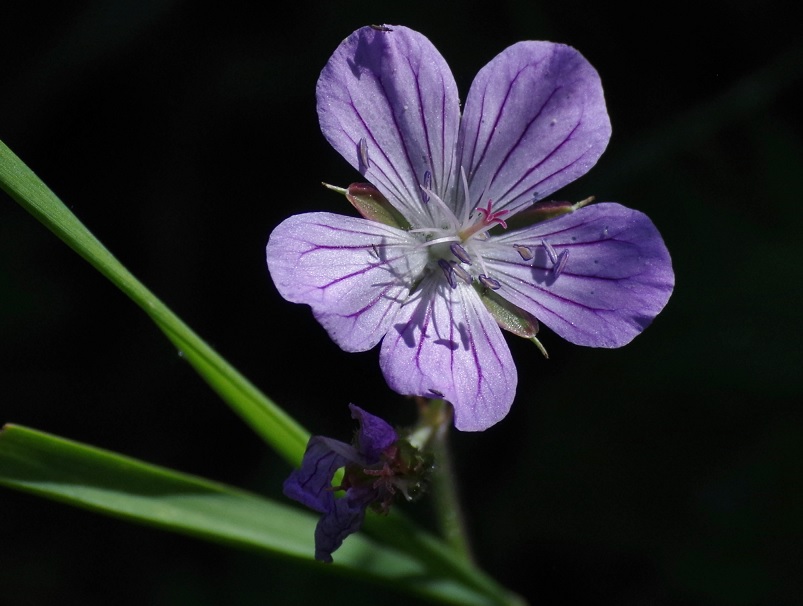 Image of Geranium collinum specimen.