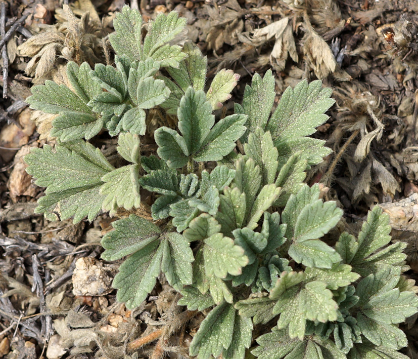 Image of Potentilla acaulis specimen.