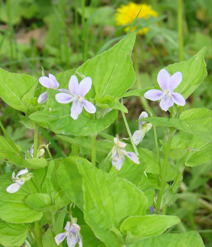 Изображение особи Viola acuminata.