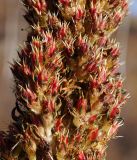 Orostachys spinosa. Часть плодоносящего соцветия. Амурская обл., в ~ 30 км севернее Благовещенска, обочина грунтовой дороги. 09.10.2014.