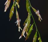 Festuca arundinacea. Часть соцветия. Московская обл., Раменский р-н, окр. ж.-д. платформы Хрипань, залежь. 25.06.2014.