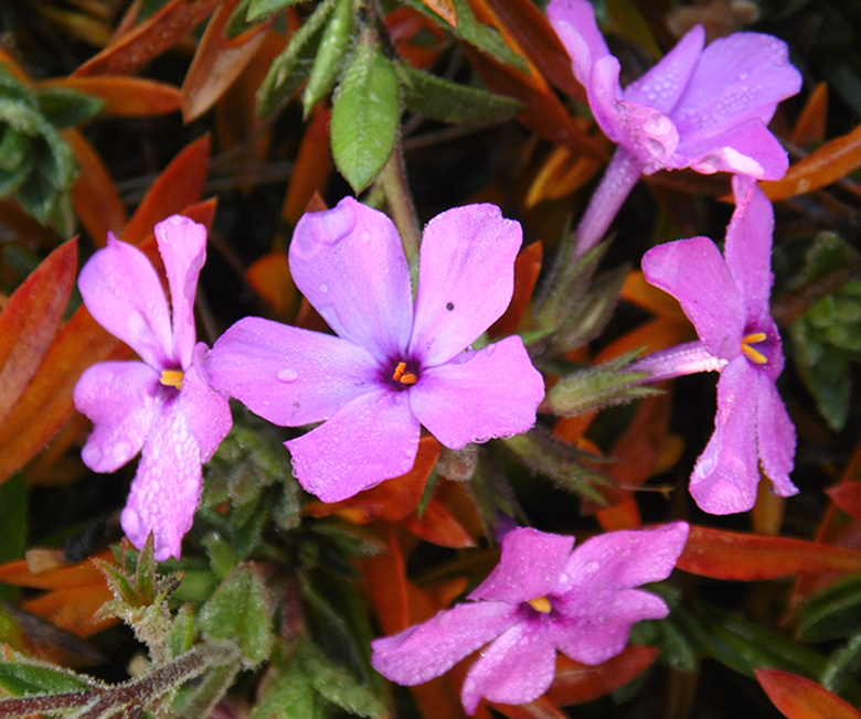 Image of Phlox amoena specimen.