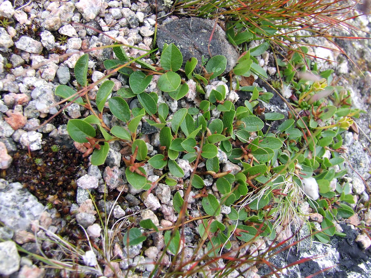 Image of Salix nummularia specimen.