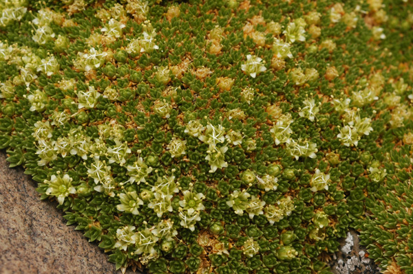 Image of Thylacospermum caespitosum specimen.