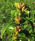 Gentiana cruciata