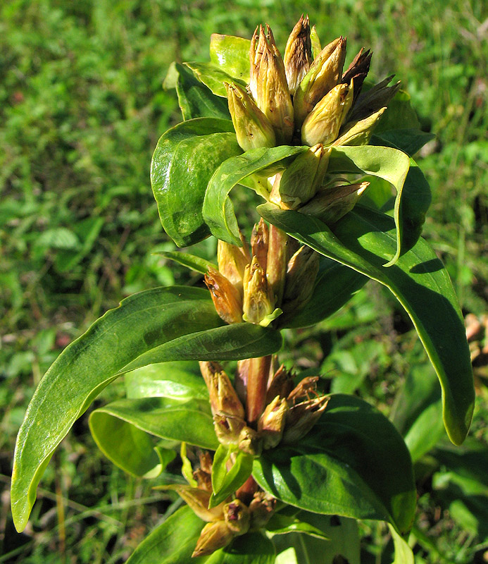 Изображение особи Gentiana cruciata.