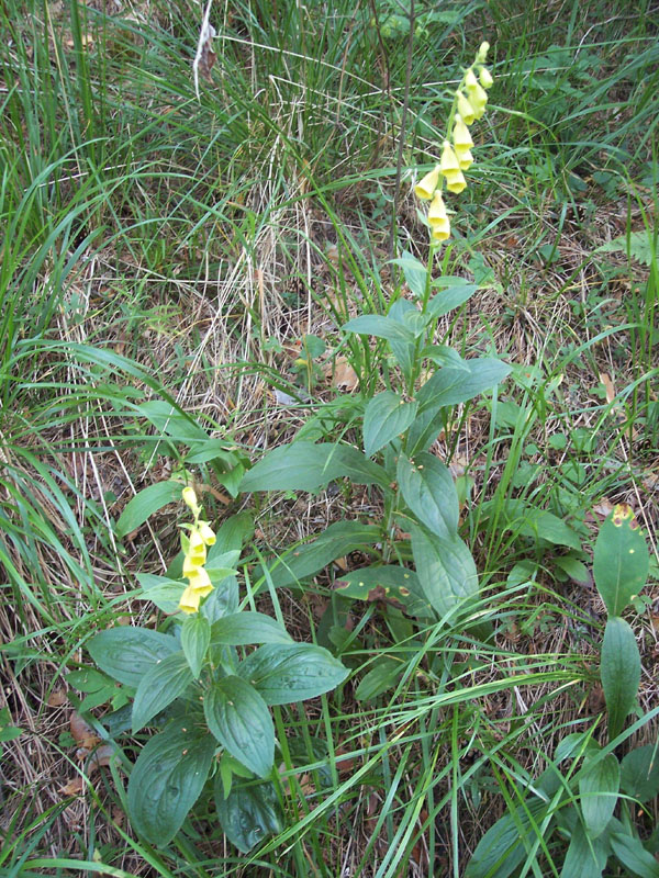 Image of Digitalis grandiflora specimen.