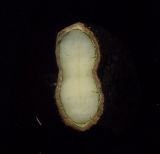 Echinocystis lobata. Поперечный разрез семени. Курская обл., Железногорский р-н, пос. Каменец, дачи Жуковец, обочина дороги. 28 сентября 2009 г.