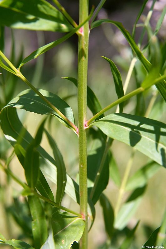 Изображение особи Lythrum virgatum.