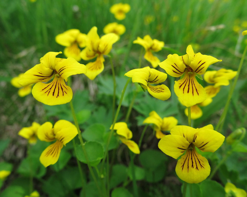 Image of Viola biflora specimen.