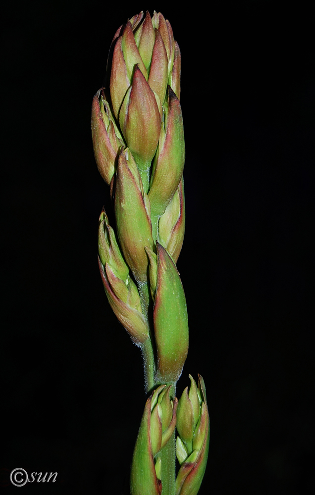 Image of Yucca gloriosa specimen.