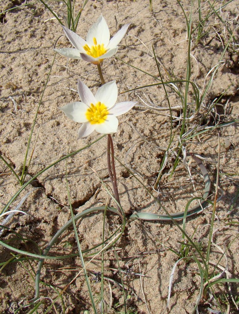 Image of Tulipa buhseana specimen.