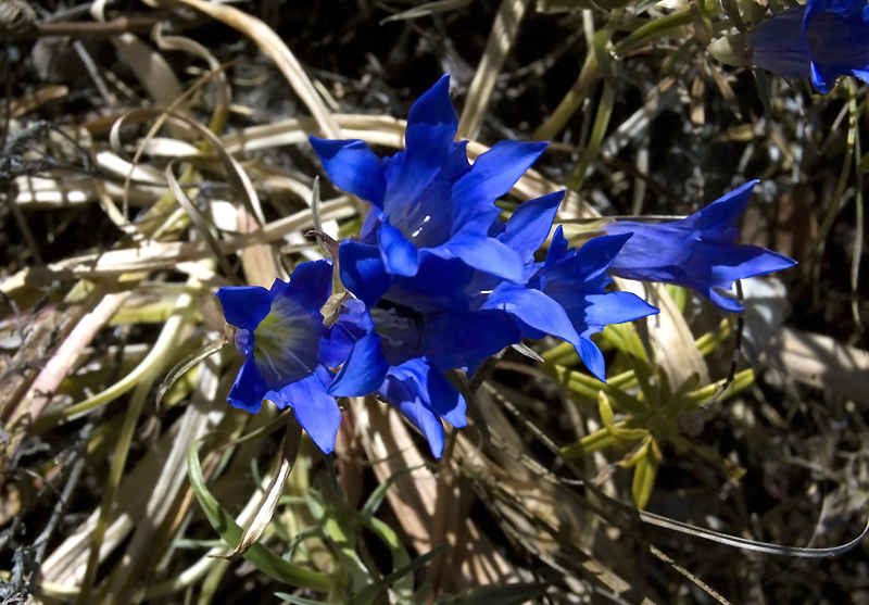 Изображение особи Gentiana decumbens.