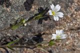 Cerastium alpinum. Верхушки побегов с цветками и бутонами. Мурманская обл., Кольский р-н, окр. пос. Дальние Зеленцы, берег Баренцева моря, расщелина в скале. 21.06.2015.