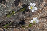 Cerastium alpinum