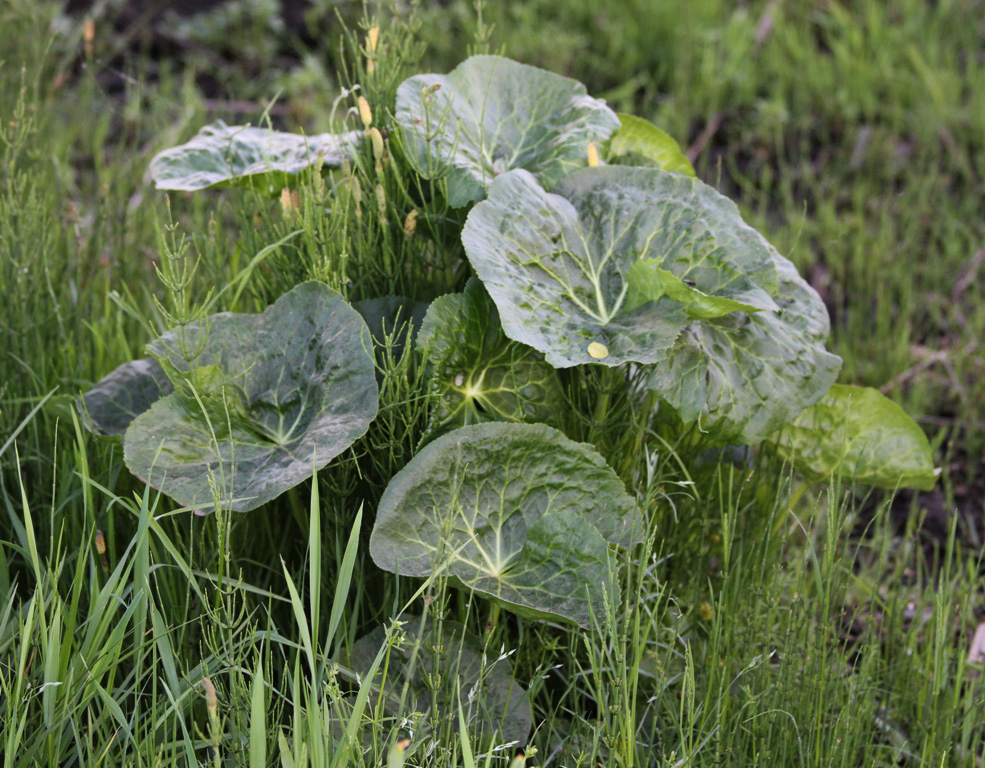 Изображение особи Caltha palustris.