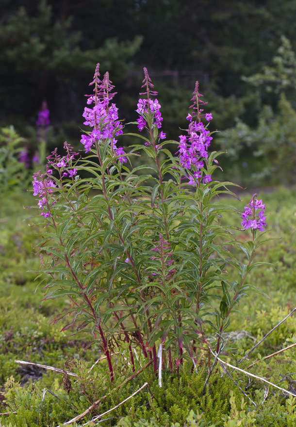 Изображение особи Chamaenerion angustifolium.