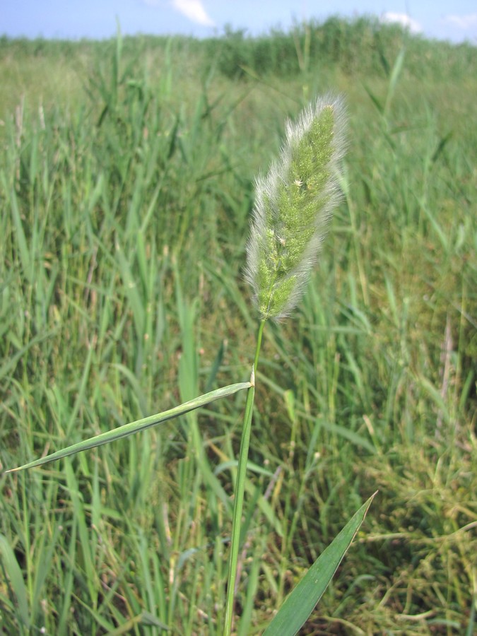 Изображение особи Polypogon monspeliensis.