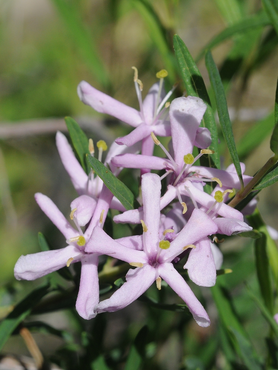 Изображение особи Lonicera alberti.