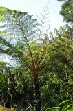 Cyathea cooperi. Вегетирующее растение. США, Калифорния, Сан-Франциско, ботанический сад. 28.02.2014.