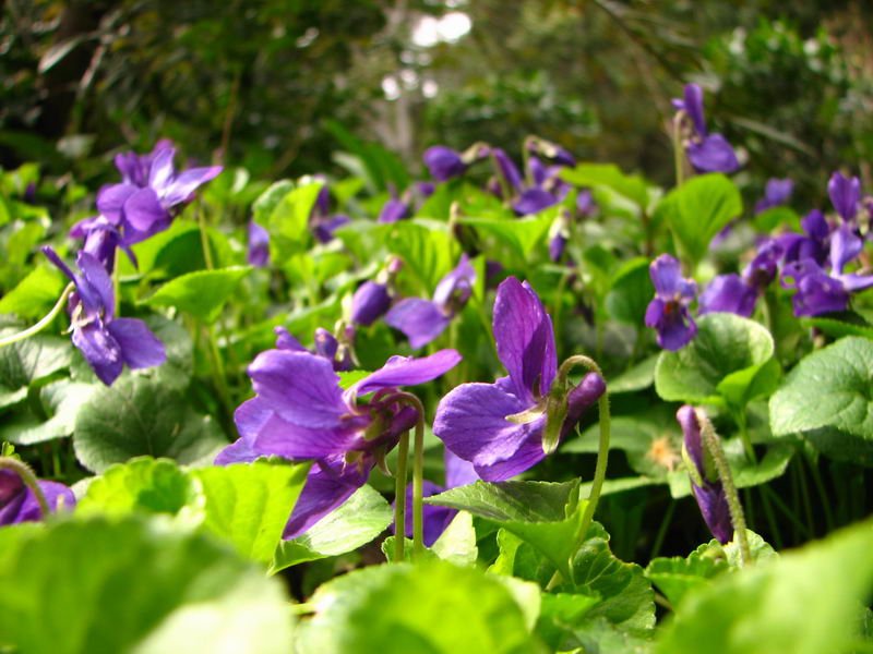 Image of Viola odorata specimen.