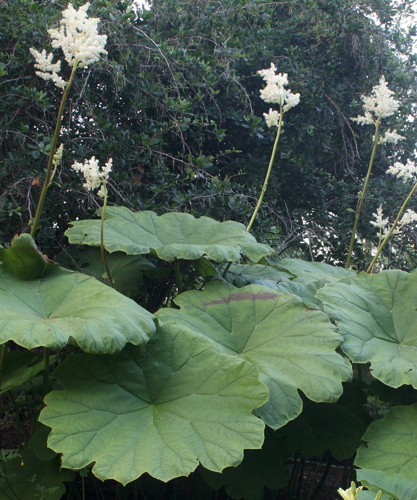 Изображение особи Astilboides tabularis.