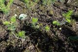 Abies lasiocarpa