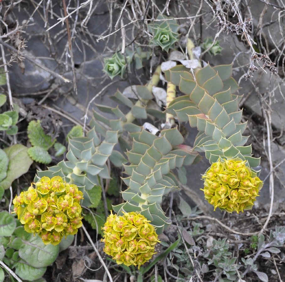 Image of Euphorbia myrsinites specimen.