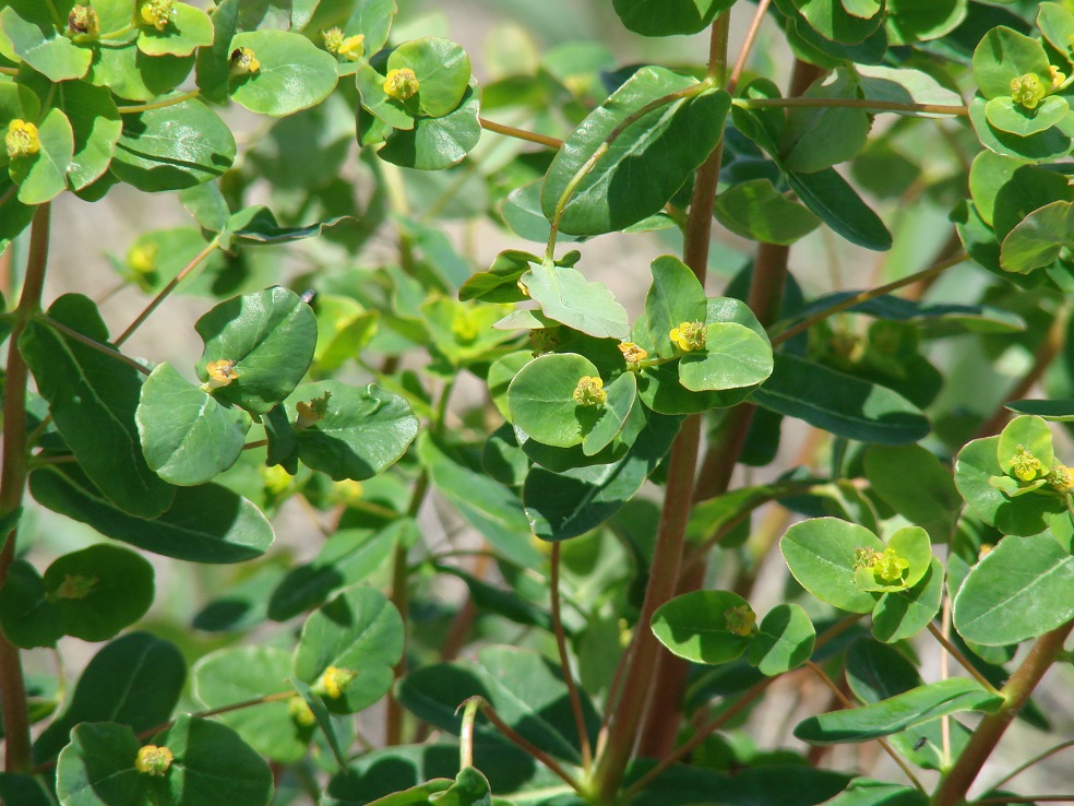 Изображение особи Euphorbia jenisseiensis.