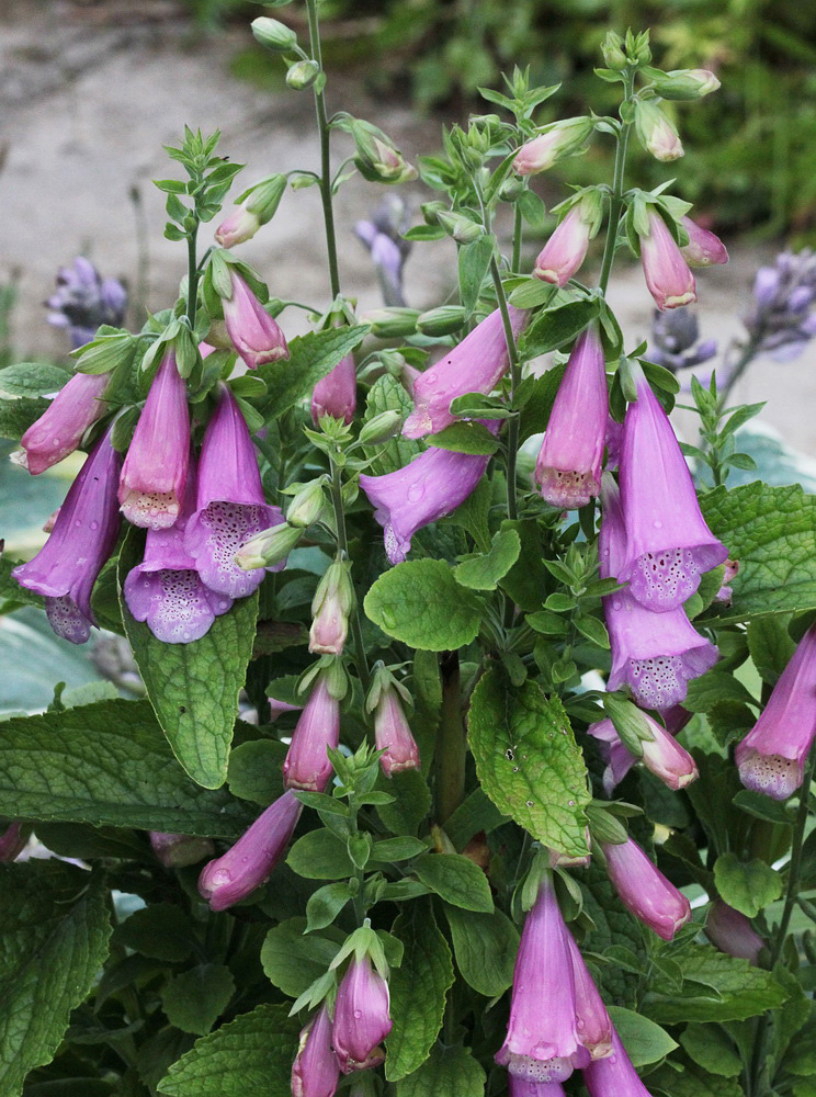 Image of Digitalis purpurea specimen.