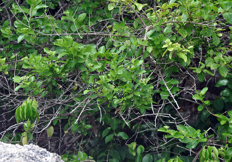 Image of Premna serratifolia specimen.