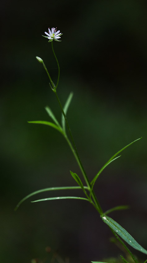 Image of Stellaria longifolia specimen.
