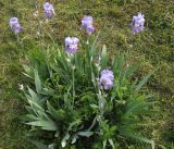 Iris pallida. Цветущее растение. Краснодарский край, г. Крымск, на приусадебном участке. 11.05.2015.