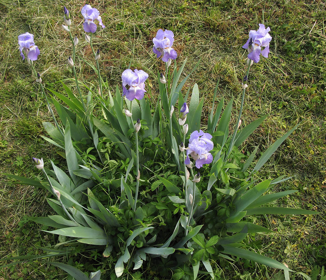 Изображение особи Iris pallida.