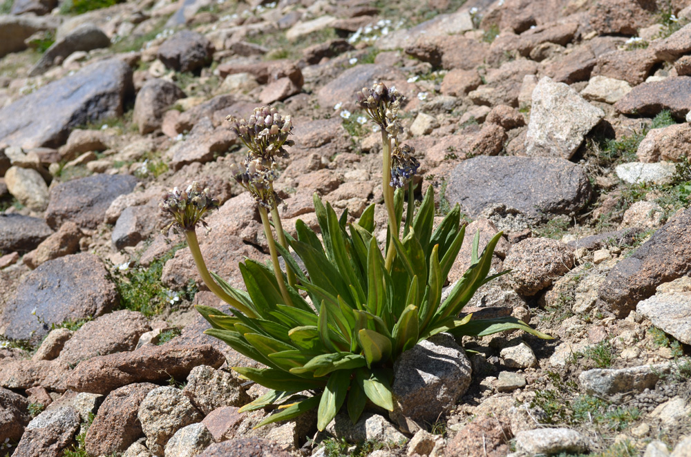 Изображение особи Primula turkestanica.