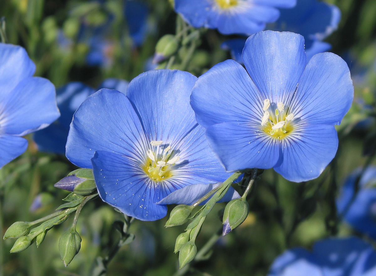 Изображение особи Linum perenne.