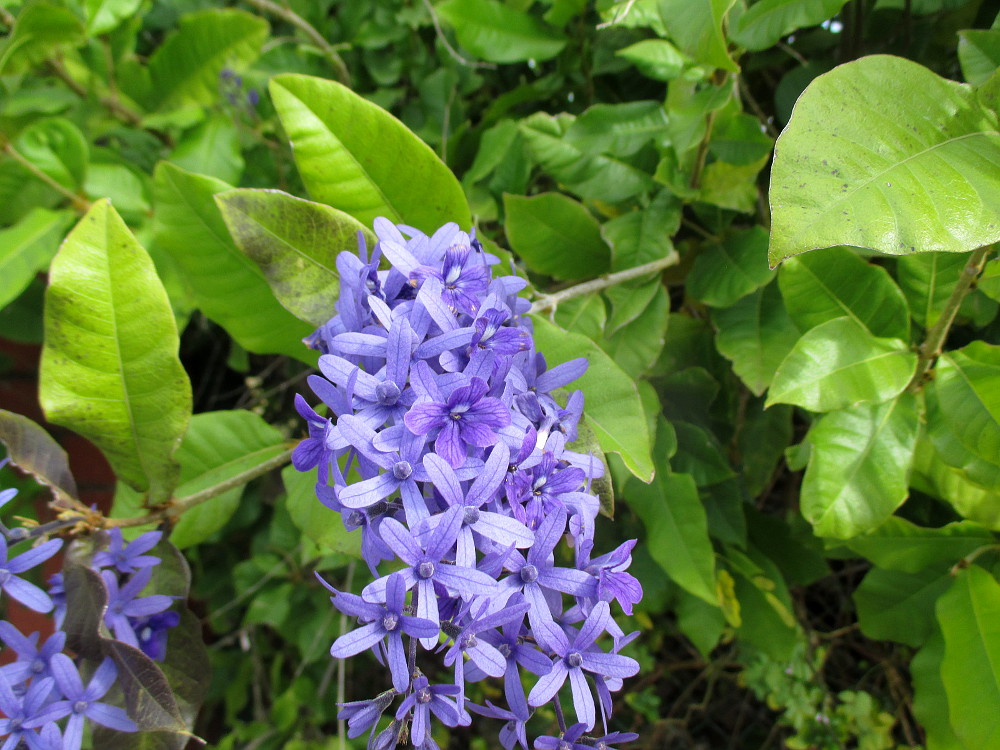 Изображение особи Petrea volubilis.