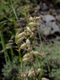 Silene graminifolia