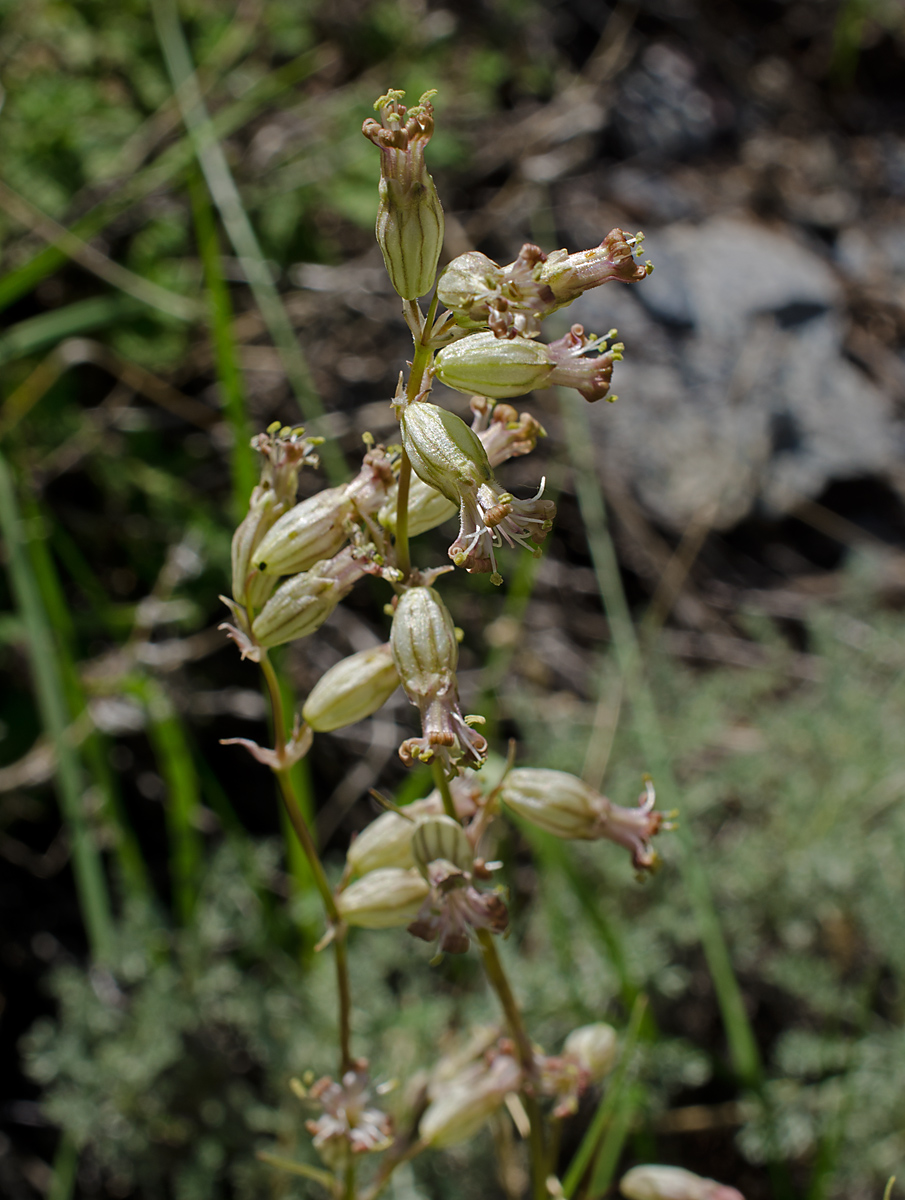 Image of Silene graminifolia specimen.