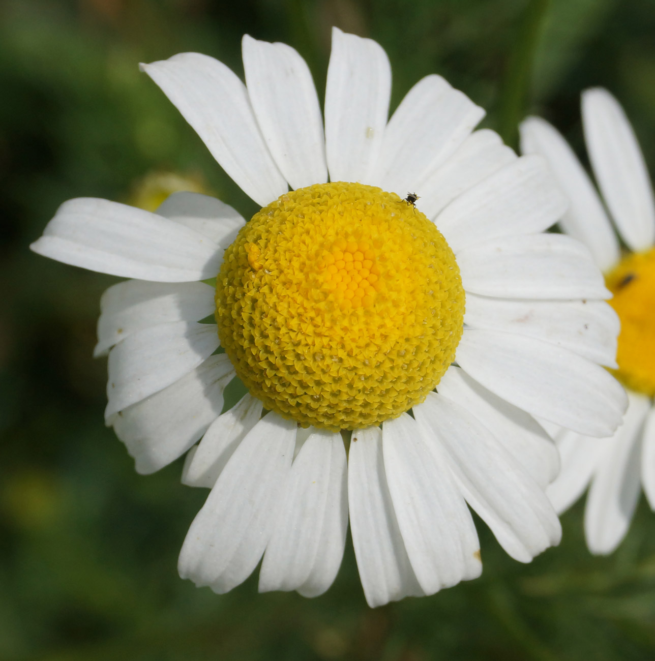 Изображение особи Tripleurospermum inodorum.