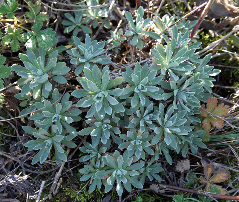 Image of Schivereckia podolica specimen.