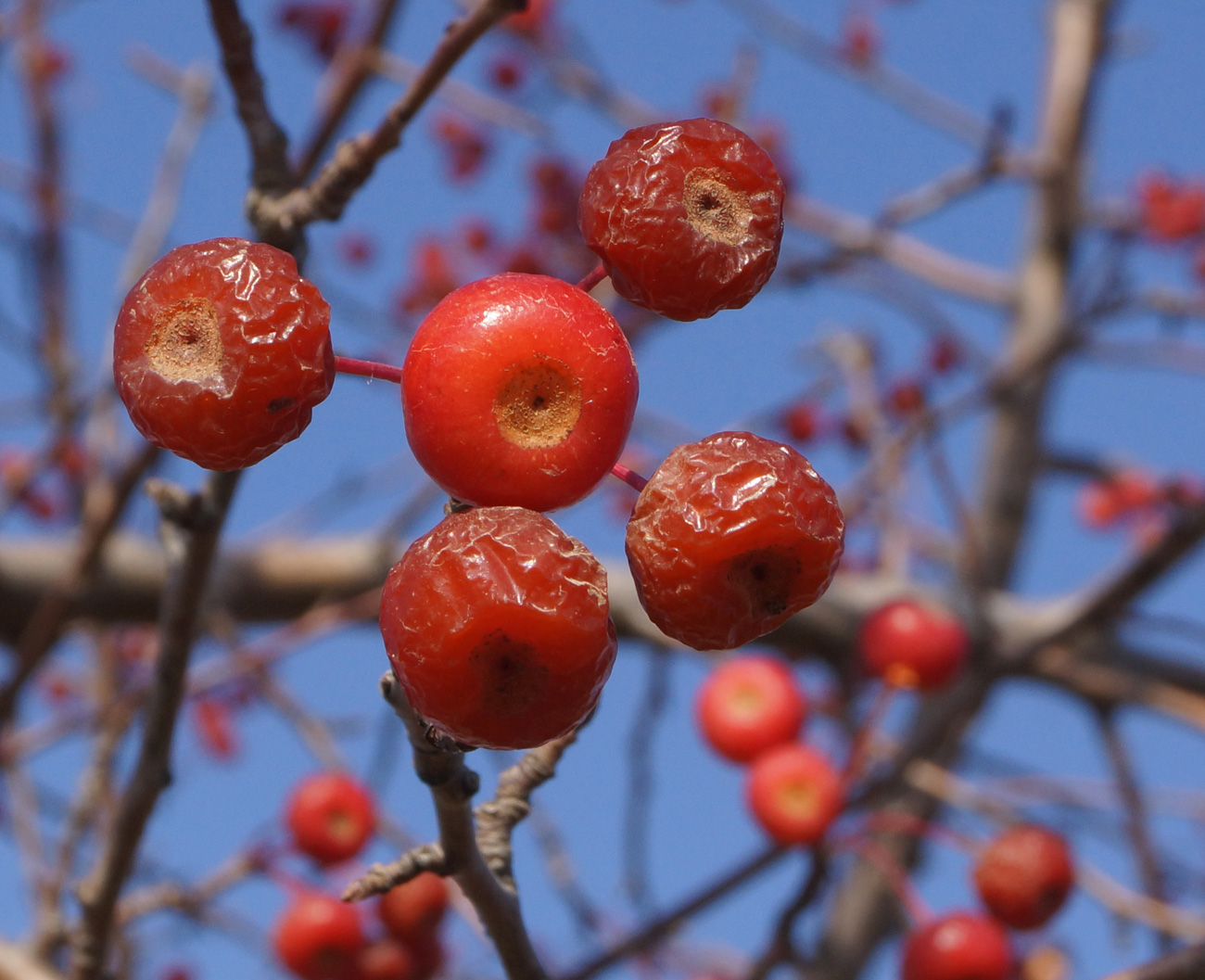 Image of Malus baccata specimen.